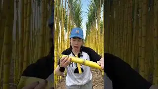 menikmati tebu kuning #fresh #harvest #berkebun #bertani #fypviral