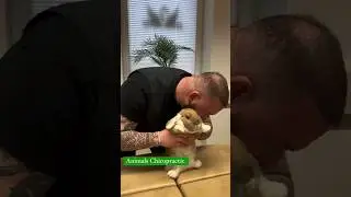 Animal Chiropractic #chiropractor #chiropratic #rabbit #birds #hamsters ​⁠@boneshandsanimals