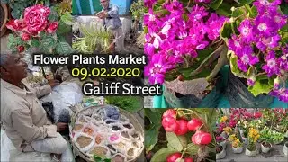 Kolkata Flower Plants Market At Galiff Street (Bagbazar) Visit || The Biggest Flower Plants Market