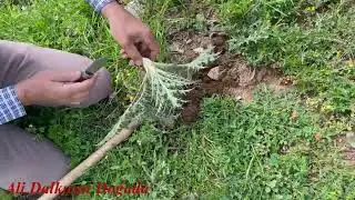 Andırın' da Kenger Sevenler