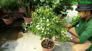 How to grow juhi flower plant?  jasminum auriculatum