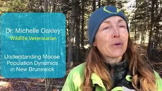 Dr  Michelle Oakley on Moose Winter Tick Research 2