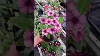 Imported vinca #seeds available for sale # price 120rs#whatsapp 8848666144