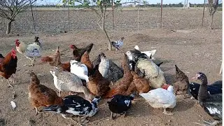 غذادادن گروهی به مرغ‌ها وغازها(شلوغ ولی جذاب)🐔🦢