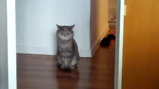 chat faineant