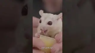 How Many Sugar Glider Colors Do You Know?