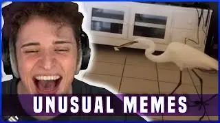Veni reagiert auf UNUSUAL MEMES (Justin hat Angst)