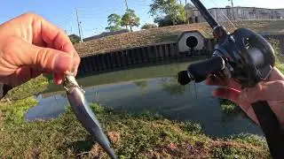 4K Bass Fishing USA Largemouth Bass Alligator Shimano Metanium DC Montague Paratrooper Megabass KSK