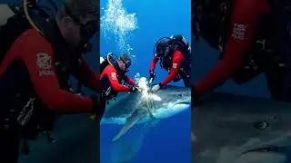 RESCUING a Giant Great White Shark Trapped in Nets #greatwhiteshark  #sharkrescue  #dramaticrescue