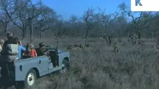 1970s South Africa, Safari Party Watch Lions Eat Prey, 35mm Archive Footage