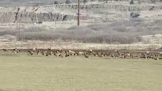 Elk Herd, Willard, Utah (Box Elder County)