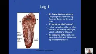 Fodens muskler del 1 af 2