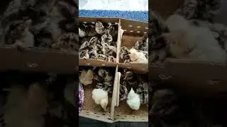 Turkey Chicks Delivery || Customer Feedback|| Emon Hatcheries