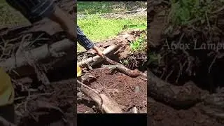 Penemuan python yang akan bertelur di sarang tanah #snake #animals #berburuular