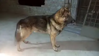 German Shepherd Dog #trending