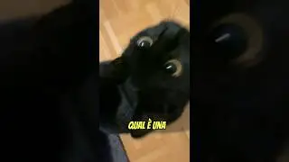 😺 Quiz Gatti: Riconosci il Gatto Bombay? Sembra una Pantera Nera! | Amici di Lilli