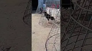 Aseel #best #viralvideo #birds #qualityaseel #topaseel #aseelmurga #aseelmurgatop #topqualityaseel