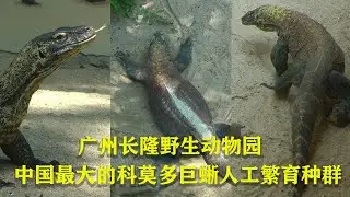 Komodo Dragon\长隆野生动物园中国最大的科莫多巨蜥人工繁育种群