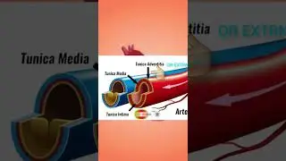 #short blood vessels | रुधिर वाहिनिया | types of blood vessels #sceince (hindi)