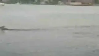 Deer swimming across the Arthur Kill to Staten Island