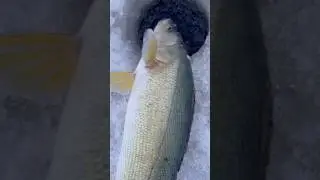 BIG WALLEYE GOING BACK!! #fishing #walleye #fun #big #shorts #shortvideo