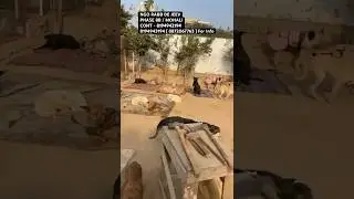 Recused 200+ Stray Dogs | NGO Rabb De Jeev Mohali @Street_Dog_Pluto  #viral #shortvideo #shorts