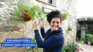 Esparrajeira 🌿 A planta máis dura do mundo  || {NUSKA}