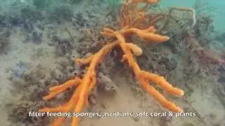 Nightcliff Island Dive on Development Site | Darwin NT Australia