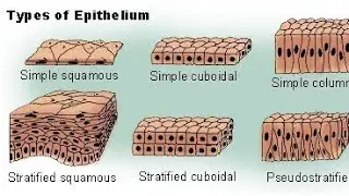 Epithelial Tissue Made Super Easy 🔥 | Types, Functions & Locations with Mnemonics 