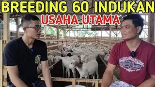 GAJI 12 JUTA BERSIH TIAP BULAN DARI BREEDING 60 INDUKAN USAHA UTAMA