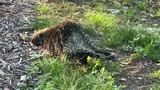 Pokey encounters a beast of the Vermont jungle