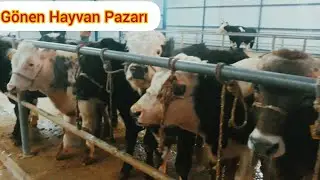 Gönen büyükbaş ve küçükbaş hayvan pazarı 26.12.2023 #hayvanpazari #büyükbaş #küçükbaş #dana