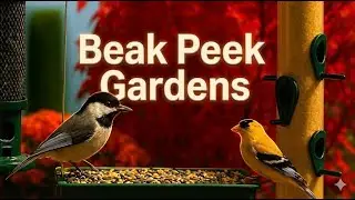 Live Bird Feeder, cardinals, song birds, other hungry critters, Nature cam