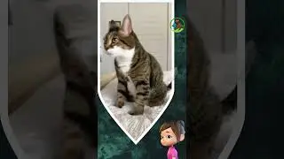 It's Meowvellous: Check Out the Cat Paw Move! #shorts
