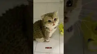 via CNN: New Cat Breed &ldquo;CozyPelt&rdquo; Resembles a Knitted Sweater, Captivates Feline Enthusiasts March