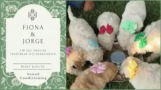 Fiona&rsquo;s Non-Shedding Toy English Teddybear Goldendoodles - Sound Conditioning - Ready 8/01/25