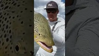 My PB brown from this watershed #trout #fishing #fish #flyfisherman #troutfishing #browntrout