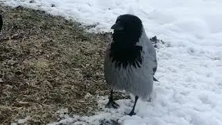 Серьёзная пара ворон завладела яйцом / Serious crow family gets an egg and makes territorial calls 