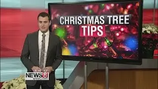 8 things to know before buying a Christmas tree