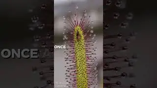 Would You Grow a Bug-Eating Plant? 🪰🌿