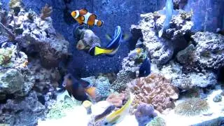 265 Gallon Reef 4/08/12