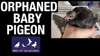Vet nurse raises an orphaned baby pigeon at bird vet in Melbourne