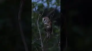 Night Hunting Behavior of the Barn Owl (Tyto alba)