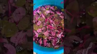 Cooking delicious Indian food in a traditional mudstove...!!