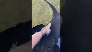 Petting a cownose stingray!🥰