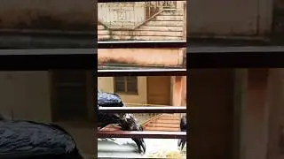 Kolkata me cyclone 🌀🌪 ka effect 😱#shorts#viral#trending 🔥🔥#dpsbhoomi#crow#hungry#ytshorts