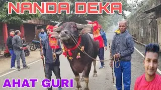 MOHJUJ AHATGURI || BUFFALOFIGHTASSAM || AHATGURIMOHJUJ #mohjuj