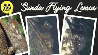 Sunda flying lemur facts 🙊 Sunda colugo 🙈 Malayan flying lemur 🙉 Malayan colugo 🙊 found Asia