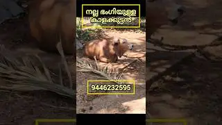നല്ല ഭംഗിയുള്ള കാളക്കുട്ടൻ / 9446232595
