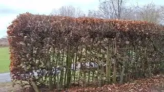 The  train that still runs on a wintry  Sunday inJanuary (A.T.M.R. WAlton Park)